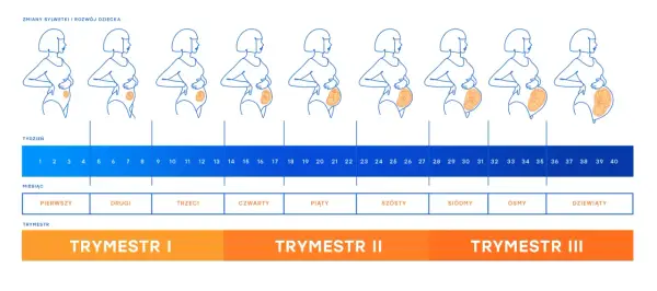 12. tydzień ciąży - który to miesiąc i trymestr?