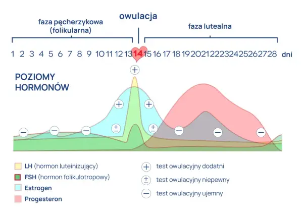 Dodatni test owulacyjny - co oznacza i kiedy działać?